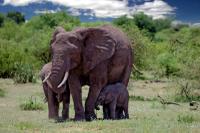 Elephant Family at the Limpopo River
